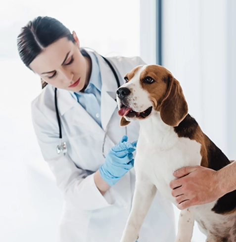 Hacıbektaş Veteriner